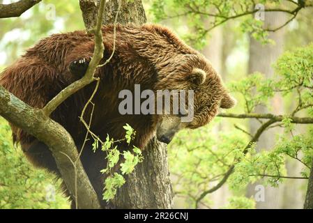 European Brown Bears, Port Lympne, Kent, Wildlife Park, Animal conservation, Climbing, tree climbing, Hanging around, climbing bear, tree hugger, View Stock Photo