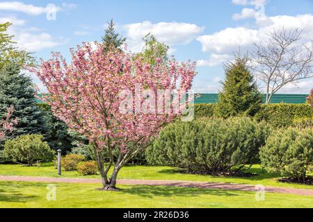 A beautiful and lush pink magnolia tree in full bloom among a neatly cut lawn and green bushes in the rays of bright sunlight. Stock Photo