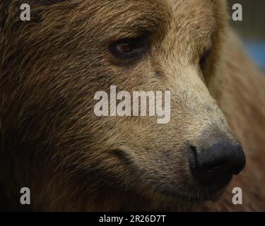 European Brown Bears, Port Lympne, Kent, Wildlife Park, Animal conservation Stock Photo