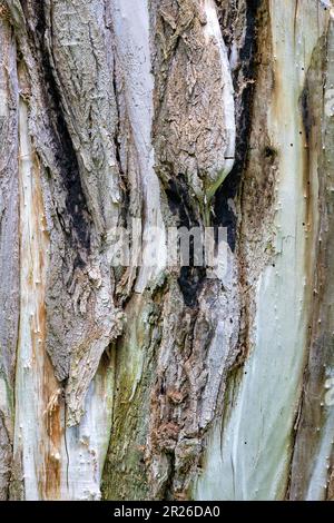 Partially destroyed, burnt bark of an old tree with a dried and weathered texture. Stock Photo