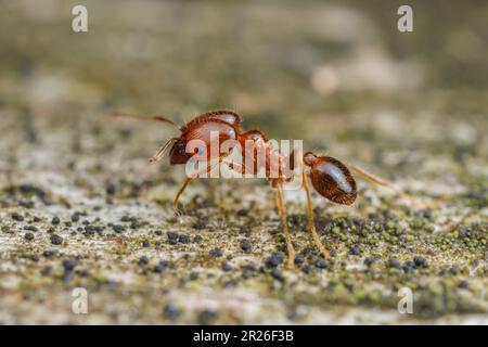 Big-headed Ant (Pheidole dentata) major worker. Stock Photo