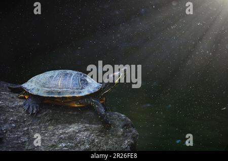 A turtle looking up towards the glimmering light. Stock Photo