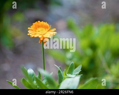 Calendula officinalis with blurred background Stock Photo