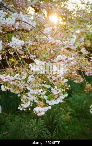 Ornamental cherry blossom, Medstead, Hampshire, England, United Kingdom. Stock Photo