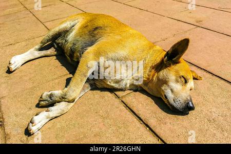 Stray dog pet sleeps and relaxes on the street in Puerto Escondido Oaxaca Mexico. Stock Photo