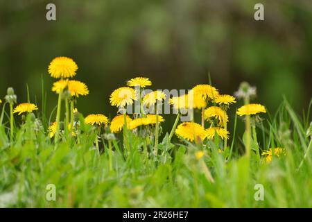 Several yellow dandelions on the lawn Stock Photo