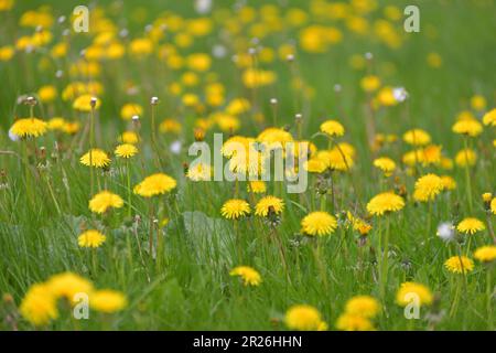 Several yellow dandelions on the lawn Stock Photo