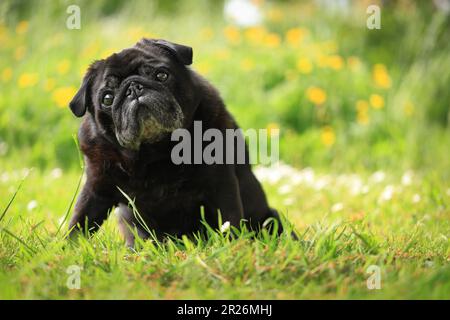 Outdoor portrait of an inquisitive old cute black pug with grey hair muzzle sitting on grass in a garden in summer with bokeh flowers background Stock Photo