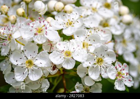 Close up of hawthorn blossom flowers in hedgerow Stock Photo