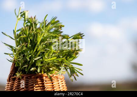 Galium aparine cleavers, in basket on wooden table. plant is used in ayurveda and traditional medicine for poultice. grip grass Plant stalks close-up Stock Photo