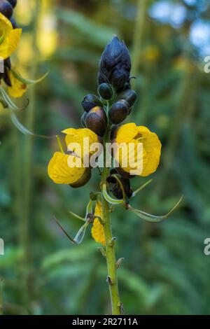 Indische Gewürzrinde, Senna corymbosa, gelbe Blüte im Sommer Stock Photo