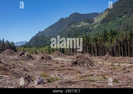 Field of cut trees at logging site, Vancouver Island, British Columbia, Canada Stock Photo