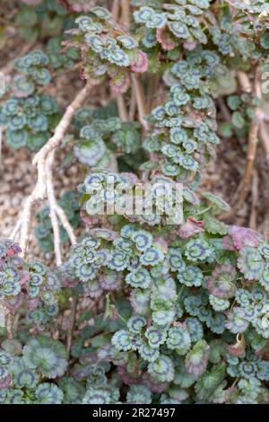 Pelargonium 'Mephistopheles'. Stock Photo