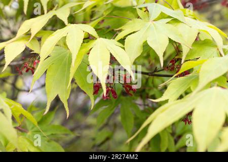 Acer palmatum 'Elegans' close up. Stock Photo