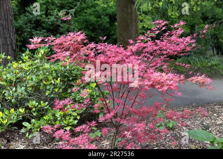 Acer palmatum 'Nicholsonii' tree. Stock Photo