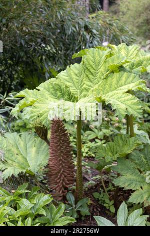 Gunnera manicata. Stock Photo