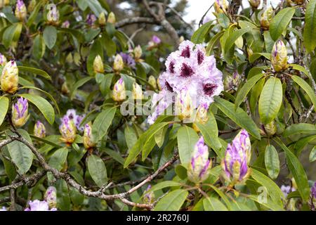 Rhododendron 'Gomer Waterer' Stock Photo - Alamy