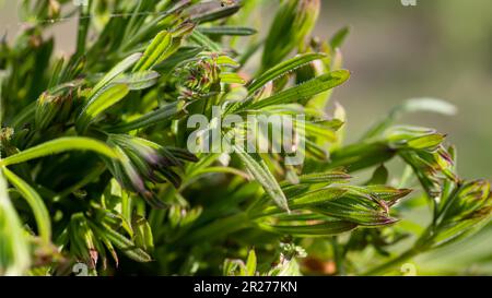 Galium aparine cleavers, in basket on wooden table. plant is used in ayurveda and traditional medicine for poultice. grip grass Plant stalks close-up Stock Photo