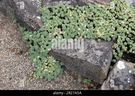 Sedum divergens -spreading stonecrop - growing on rocks in a garden ...