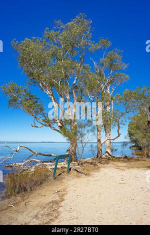 Mill Point sandy shore with Melaleuca paperbark trees on the waters edge, overlooking Lake Cootharaba, the gateway to the Noosa Everglades, Queensland Stock Photo