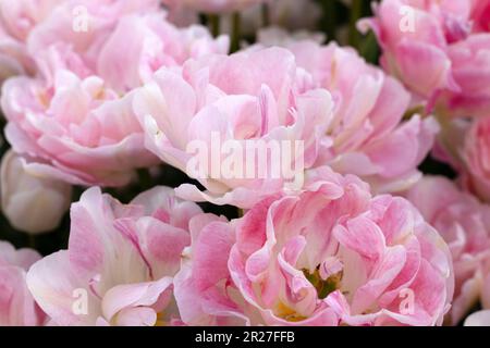 Tulipa 'Angelique' double late tulip flowers. Stock Photo