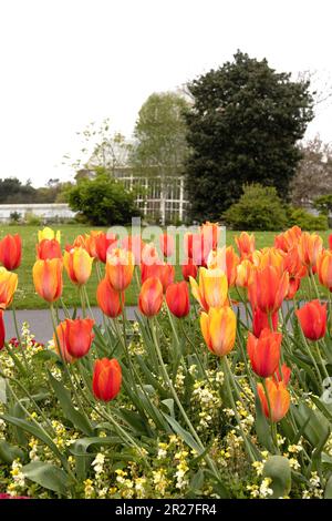 Orange tulips in a flower bed at the National Botanic Gardens in Dublin, Ireland. Stock Photo
