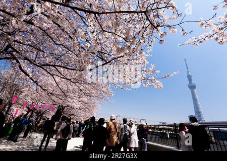 Tokyo Sky tree and Sumida cherry park Stock Photo