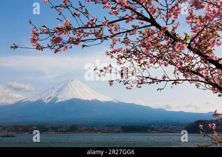 Fuji and cherry blossom from kawaguchi lake Stock Photo