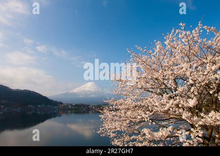 Fuji and cherry blossom from kawaguchi lake Stock Photo