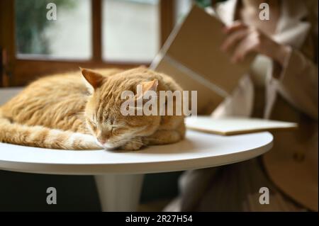 A chunky cute orange cat is sleeping on a table while his boss is reading a book in the back. Cute animals concept Stock Photo