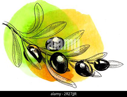 Watercolor hand drawn olive branch illustration Stock Photo - Alamy
