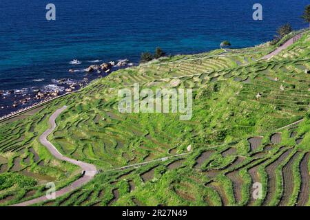 Wajima Rice Terraces Wajima, Japan at Shiroyone Senmaida rice terraces during a winter light ...
