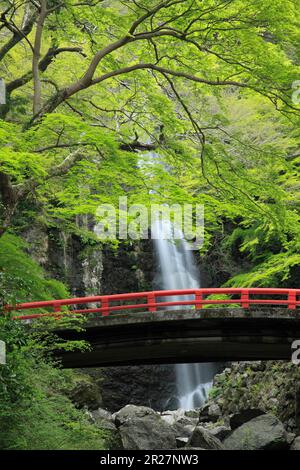 Fresh green and Minoh waterfall Stock Photo