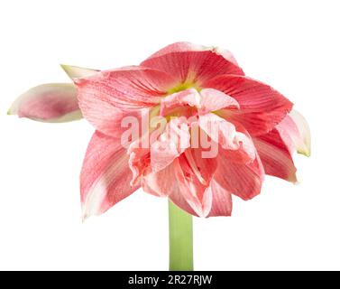 'Rozetta' Hippeastrum, Amaryllis (Hippeastrum x hortorum) Stock Photo