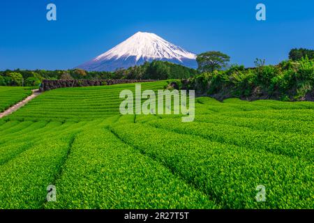 Tea Plantations and Mount Fuji Stock Photo