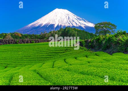 Tea Plantations and Mount Fuji Stock Photo