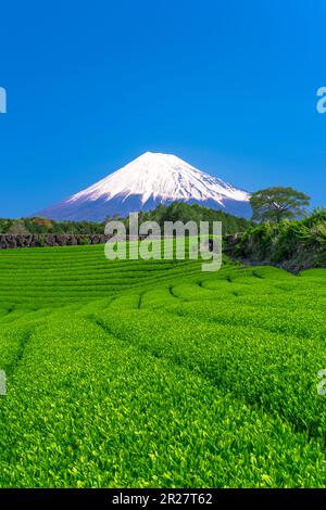 Tea Plantations and Mount Fuji Stock Photo