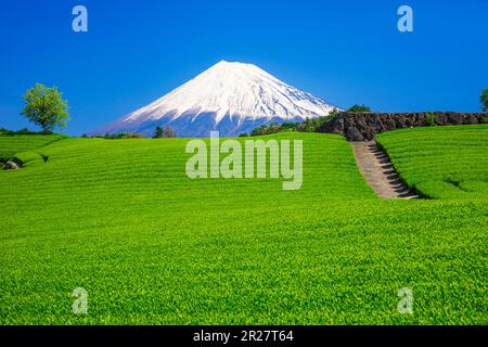 Tea Plantations and Mount Fuji Stock Photo