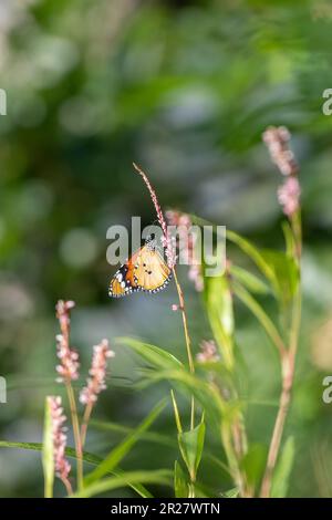 Beautiful Plain tiger butterfly wing side view, butterfly drinking nectar from small wildflowers. Stock Photo
