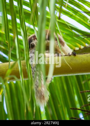 Grizzled giant squirrel having a nap in the palm tree. Giant squirrel peeking through coconut leaves. Stock Photo