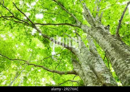 Beech forest for environmental studies in Mt. Batai Shirakami Mountains Stock Photo