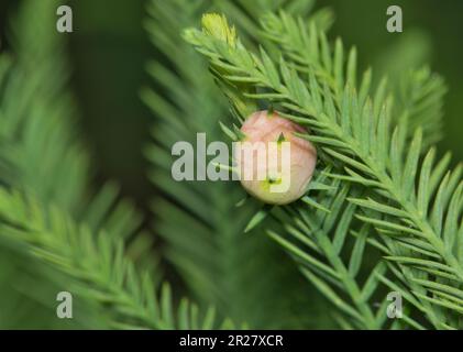 Bald Cypress (Taxodium distichum) isolated leaves and cone seed pod in Houston, TX. Conifer tree in the Cupressaceae family found throughout the USA. Stock Photo