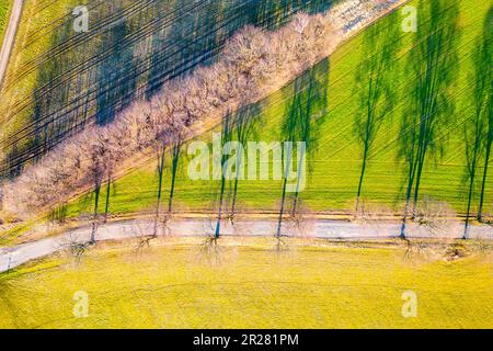 Rural asphalt road with alley of trees at sunset time. Trees in a row with dropped long shadow. Aerial view from drone. Stock Photo