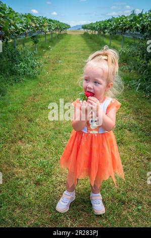 A young female toddler in a bright dress eats a ripe strawberry while standing between the rows on a farm in the Atherton Tablelnds in Australia. Stock Photo