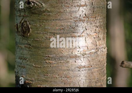Close up of the bark of the sweet cherry tree Stock Photo