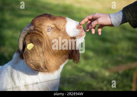 Curious goat sniffing a hand Stock Photo