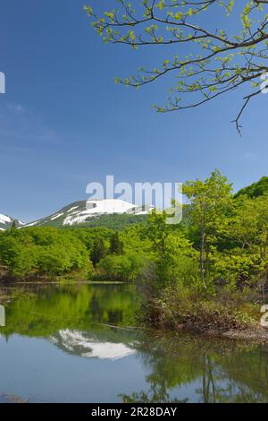 Fresh green in Goshiki-numa and Gassan with snow Stock Photo