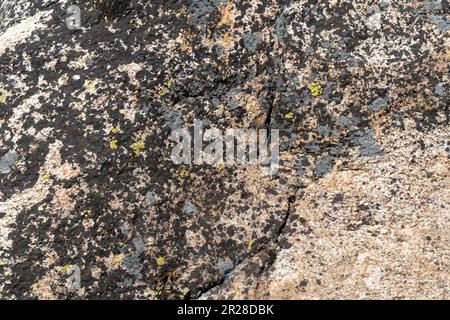 A weathered rock covered with yellow, grey and black color algae. Stock Photo