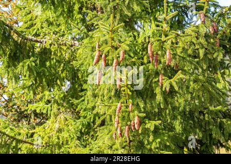 Hanging cones of a Norway Spruce tree (Picea Abies) on a sunny day in spring Stock Photo