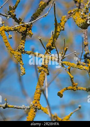 Yellow-brown lichen on tree branches Stock Photo